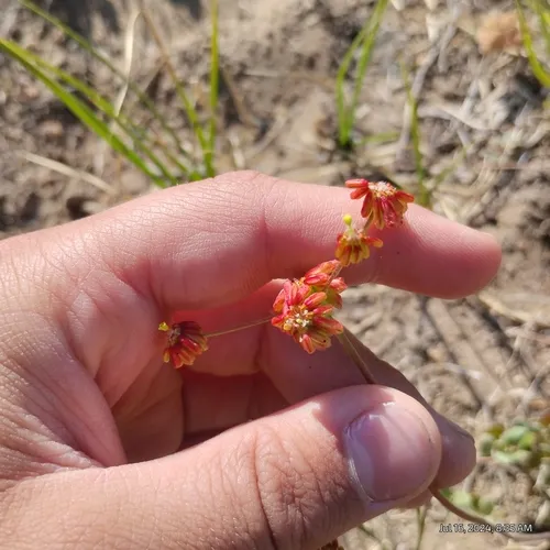 marumleaf buckwheat