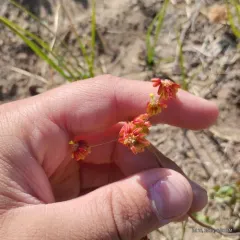 marumleaf buckwheat thumbnail 1