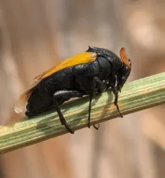 Macrosiagon flavipennis thumbnail 3