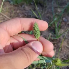 Alpine Timothy thumbnail 2