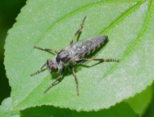 Cyrtopogon laphriformis