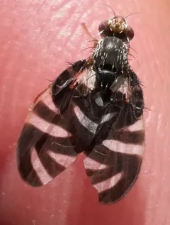 Stenopa vulnerata thumbnail 3