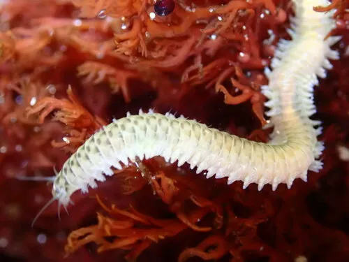Nereis latescens