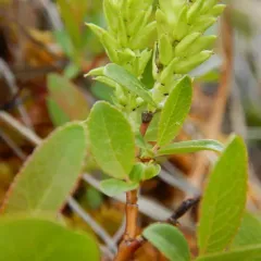 Myrtle-leaf Willow thumbnail 2
