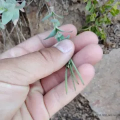 Glaucous Willowherb thumbnail 1