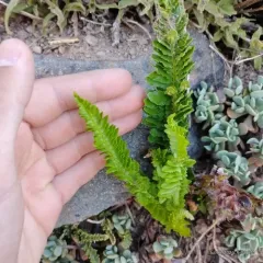 mountain holly fern thumbnail 2