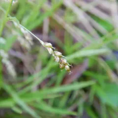 hair-like sedge thumbnail 2