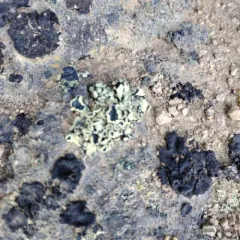 Green Rock-posy thumbnail 2