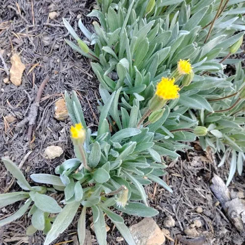 silky raillardella