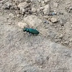 Dispirited Tiger Beetle thumbnail 2