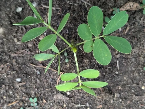 American Sicklepod