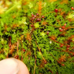 Golf-club Moss thumbnail 4