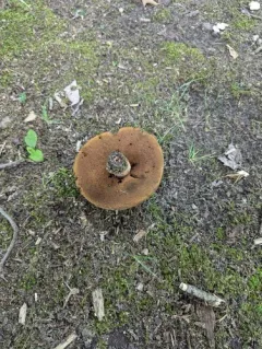 Boletus vermiculosoides thumbnail 3