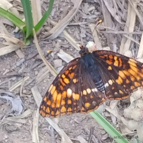 Hoffmann's Checkerspot
