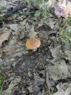 Cortinarius quercophilus thumbnail 2