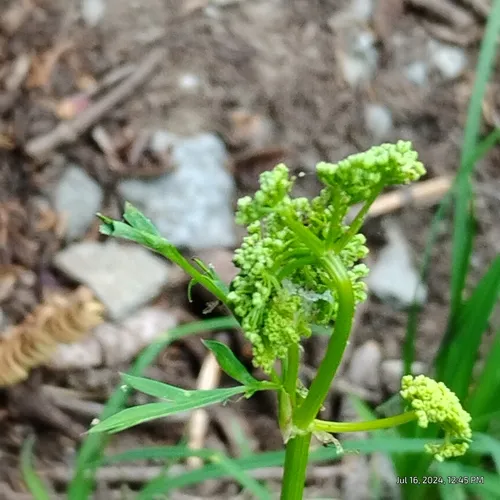 Gray's Lovage