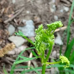 Gray's Lovage thumbnail 1