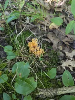 Ramaria calvodistalis thumbnail 3