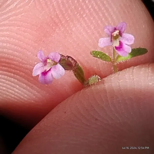 Brewer's Monkeyflower