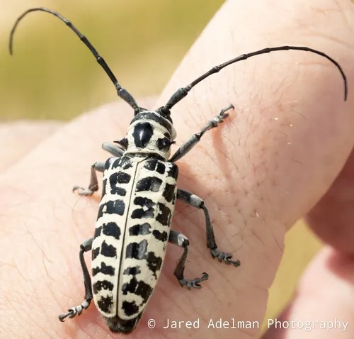 Cottonwood Borer