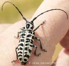 Cottonwood Borer thumbnail 1