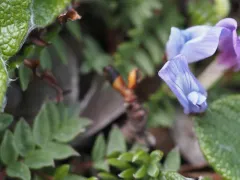 Scamman's Locoweed thumbnail 4