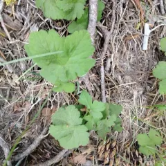 Crater Lake currant thumbnail 1
