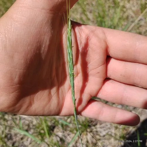 blue wild rye