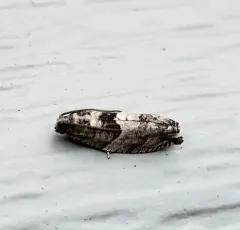 Cottonwood Twig Borer Moth thumbnail 3