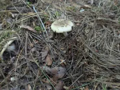 Russula pectinatoides thumbnail 3