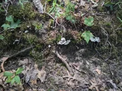 Fused Tooth thumbnail 3