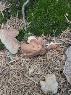 Lactarius imperceptus thumbnail 3