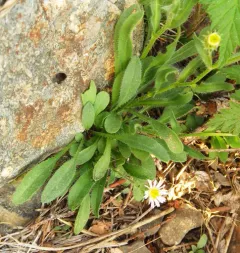 snow fleabane thumbnail 4