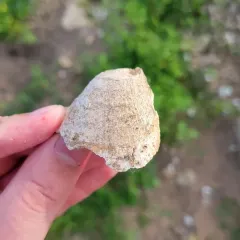 Round Pigtoe thumbnail 3