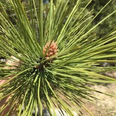 Rocky Mountains Ponderosa Pine thumbnail 2