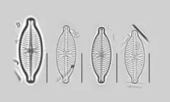 Geissleria decussis thumbnail 2