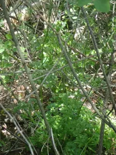garden parsley thumbnail 2