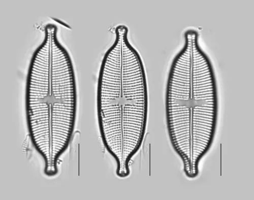 Aneumastus stroesei