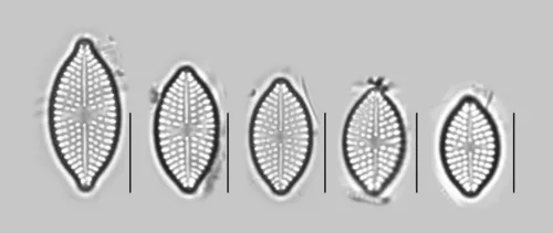 Aneumastus minor