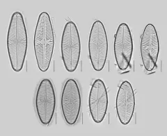 Navicula reinhardtii thumbnail 3