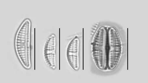 Amphora pediculus
