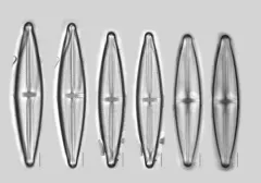 Stauroneis gracilis thumbnail 4