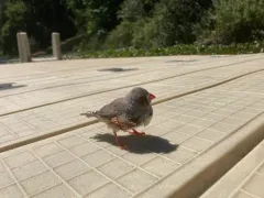 Zebra Finch thumbnail 4