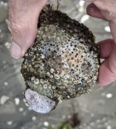 Wrinkled Barnacle thumbnail 2