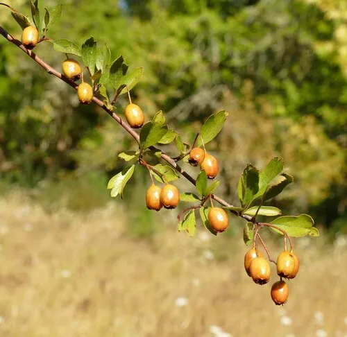 Various-leaved Hawthorn