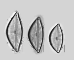 Encyonema triangulum thumbnail 2