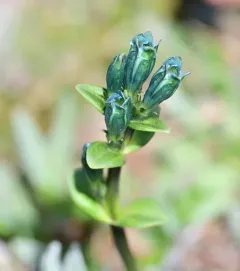 Glaucous Gentian thumbnail 3