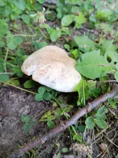 Russula psammophila thumbnail 3