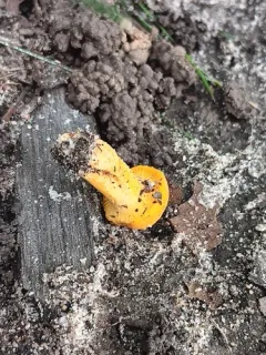 Cantharellus deceptivus thumbnail 3