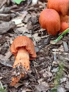 Cortinarius hesleri thumbnail 3